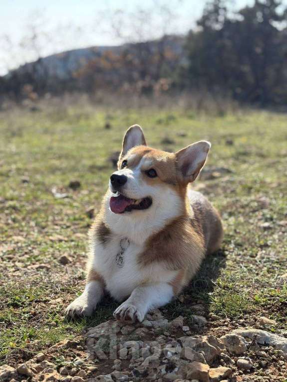 Собаки в Севастополе: Вязка собак Вельш Корги Пемброк Мальчик, 1 руб. - фото 3