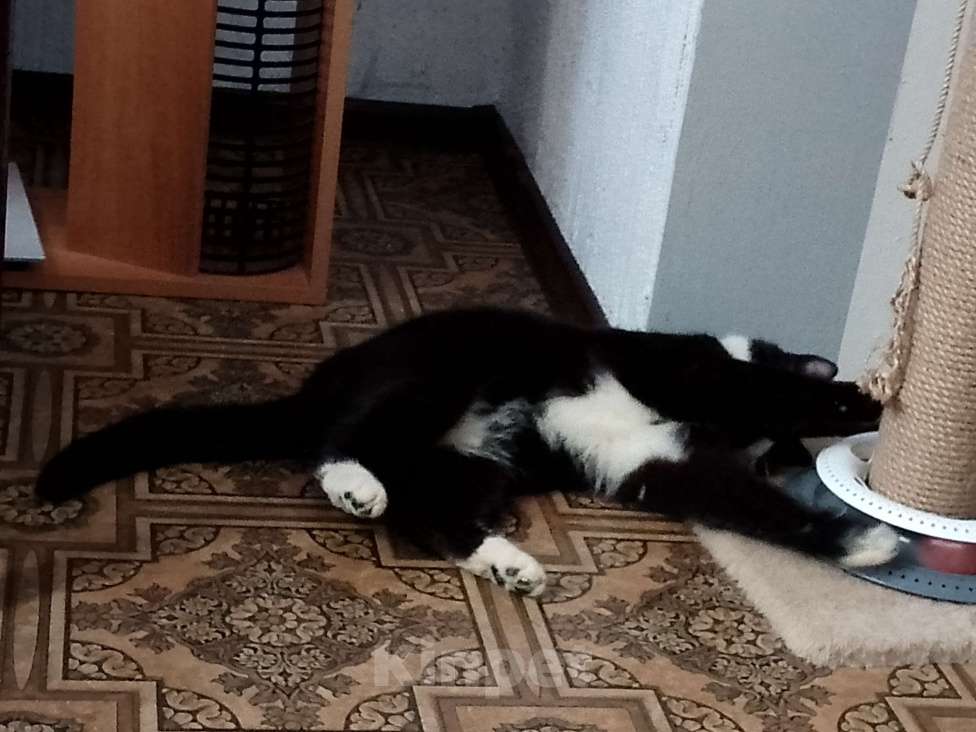 Кошки в Москве: Котик Филя в добрые руки Мальчик, Бесплатно - фото 4