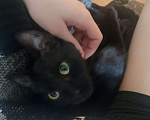 Кошки в Воронеже: отдам котенка в добрые руки Девочка, Бесплатно - фото 3