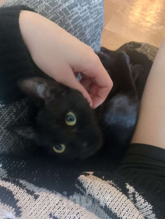 Кошки в Воронеже: отдам котенка в добрые руки Девочка, Бесплатно - фото 3