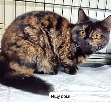 кошка Кася ищет дом