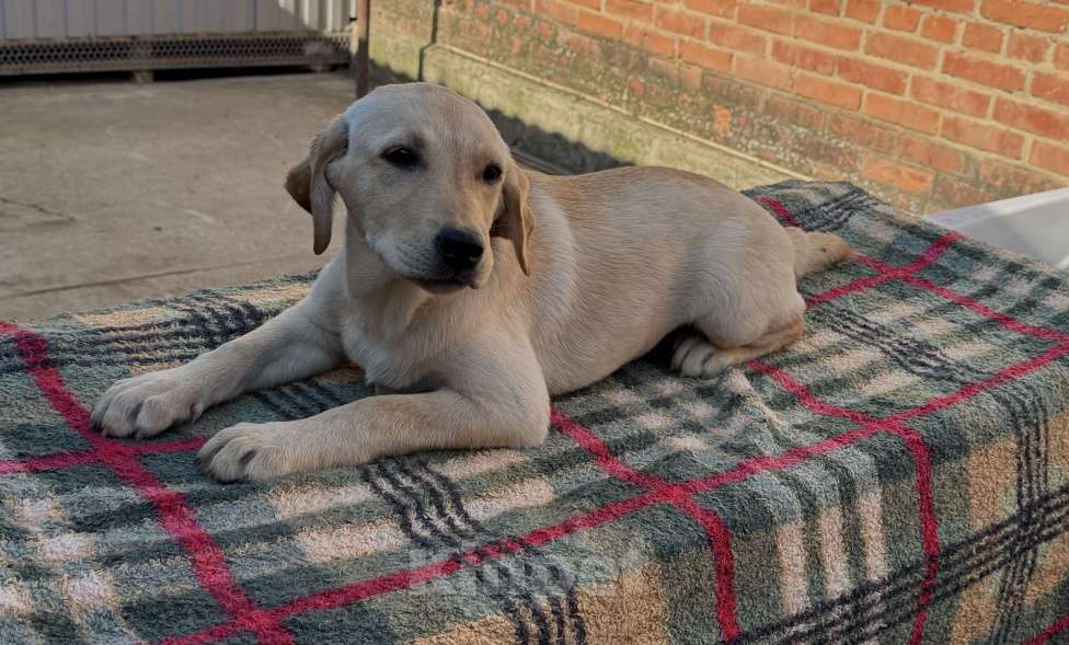 Собаки в Краснодаре: Щенки лабрадора палевые ркф  Девочка, 25 000 руб. - фото 3