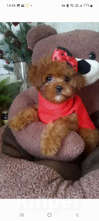 Собаки в Москве: Очаровательная девочка тедди пудель Девочка, 180 000 руб. - фото 3