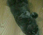 Кошки в Электростали: Вязка с Шотландским скоттиш страйтом , кот опытный, 3 000 руб. - фото 3