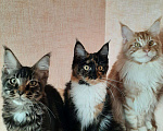 Кошки в Оленегорске: Мейн-кун, 15 000 руб. - фото 3