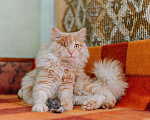 Кошки в Москве: Рыжий котик Мокки с одним глазиком ищет дом.  Мальчик, Бесплатно - фото 4
