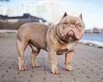 Собаки в Красногорске: премиум американский булли для вязки Мальчик, 90 000 руб. - фото 4