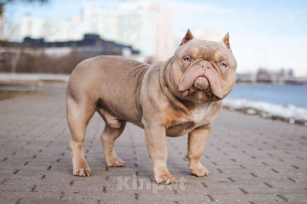 Собаки в Красногорске: премиум американский булли для вязки Мальчик, 90 000 руб. - фото 4