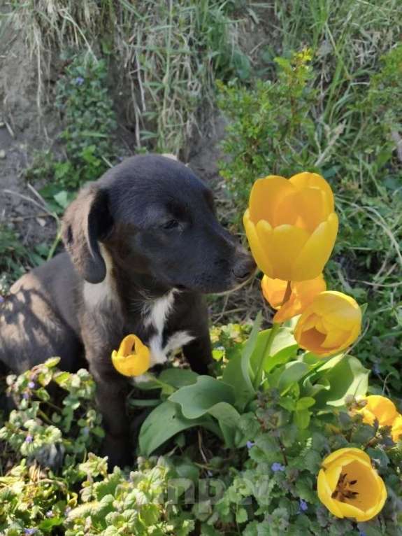 Собаки в Санкт-Петербурге: Маленькая красавица Мила ищет дом Девочка, Бесплатно - фото 3