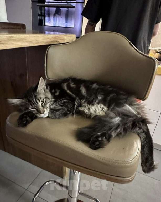 Кошки в Москве: Марсель ищет новый дом! Мальчик, 60 000 руб. - фото 5