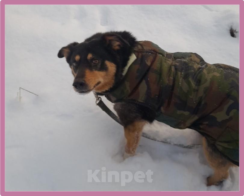 Собаки в Санкт-Петербурге: ИЩУ ЗАБОТЛИВУЮ СЕМЬЮ  Девочка, Бесплатно - фото 3