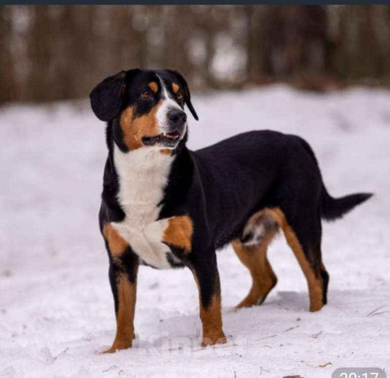 Собаки в Москве: Щенок Энтлебухер Зенненхунд  Мальчик, 60 000 руб. - фото 9