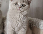 Кошки в Санкт-Петербурге: Британка лилового окраса. Девочка, 45 000 руб. - фото 3