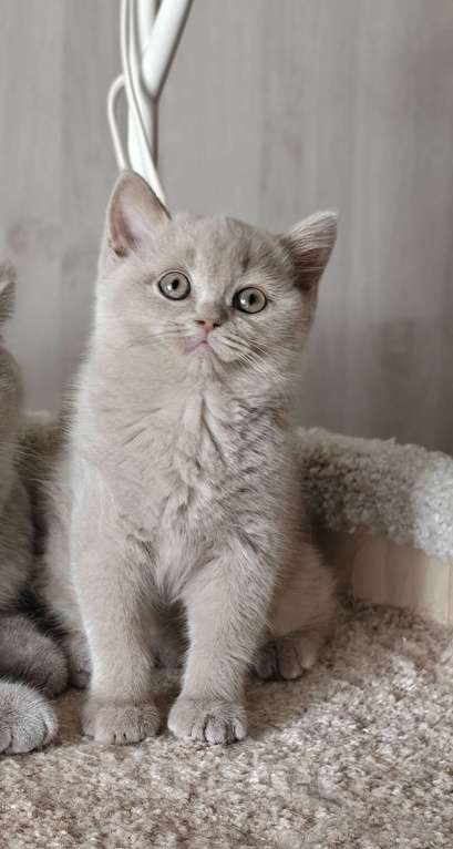 Кошки в Санкт-Петербурге: Британка лилового окраса. Девочка, 45 000 руб. - фото 3
