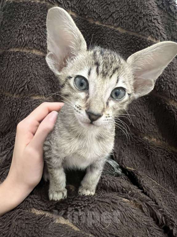 Кошки в Ростове-на-Дону: Ориентальный мальчишка Мальчик, 25 000 руб. - фото 2