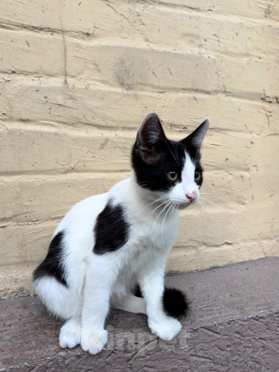 Кошки в Ростове-на-Дону: Котята в добрые руки, живут на улице Разнополые, Бесплатно - фото 5