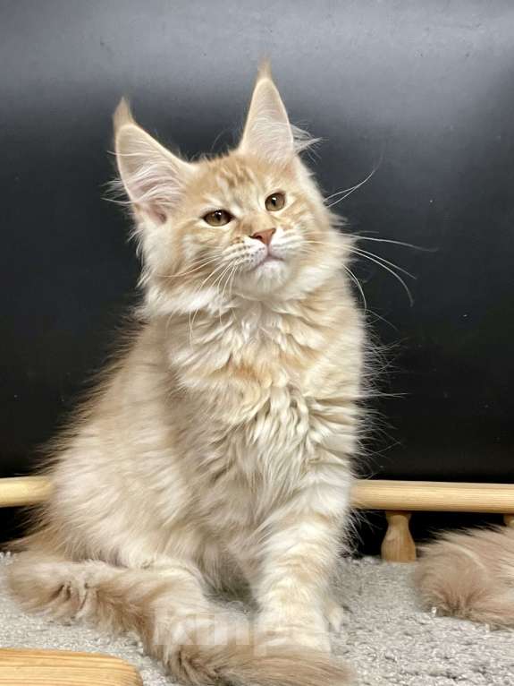 Кошки в Санкт-Петербурге: Котята Мейн Кун 3 мес, 45 000 руб. - фото 9