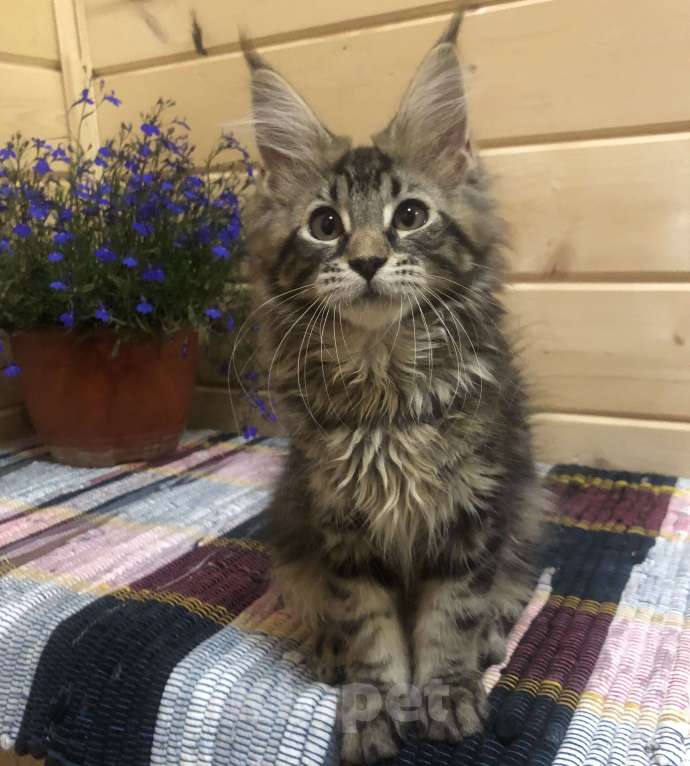 Кошки в Санкт-Петербурге: Кошечка мейн кун чёрная мраморная Девочка, 30 000 руб. - фото 3