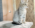 Кошки в Красноармейске: Котенок девочка Ириска Девочка, Бесплатно - фото 5