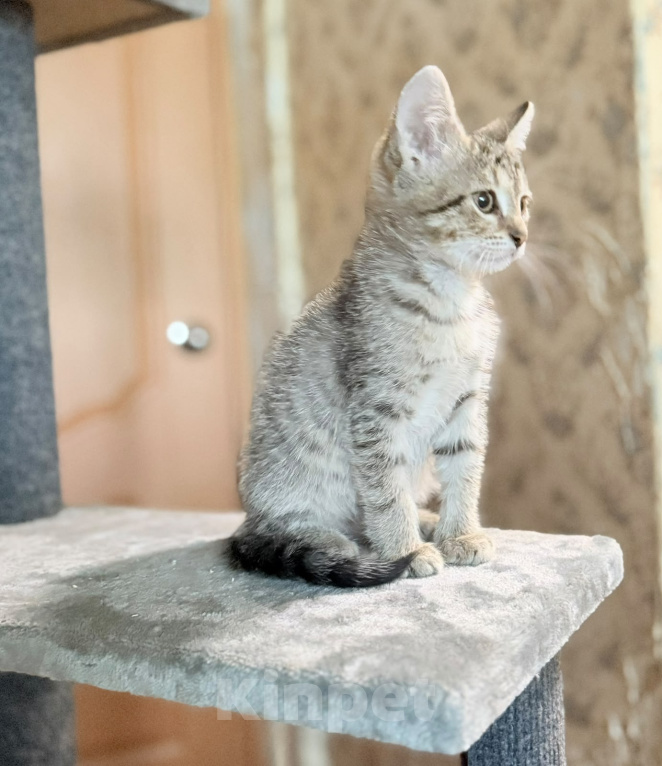 Кошки в Красноармейске: Котенок девочка Ириска Девочка, Бесплатно - фото 5