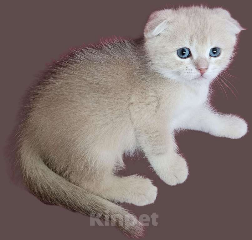 Кошки в Санкт-Петербурге: Котенок золотисто лилового окраса Мальчик, 20 000 руб. - фото 4