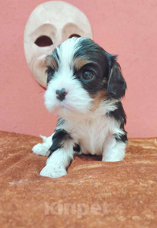 Собаки в Белгороде: Щенки кавалер кинг чарльз спаниель мальчики и девочки  Девочка, Бесплатно - фото 8