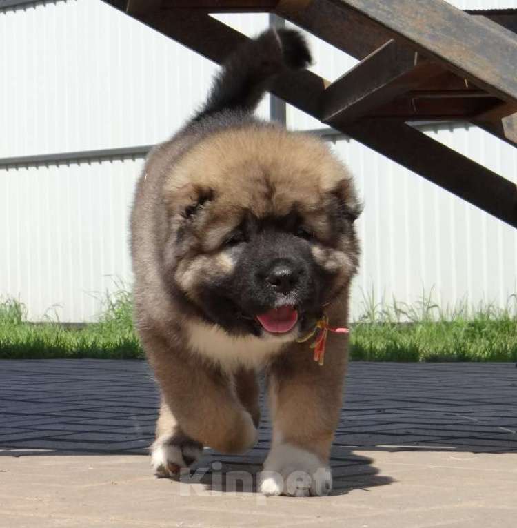 Собаки в других городах Нижегородской области: Щенки кавказской овчарки Мальчик, Бесплатно - фото 9