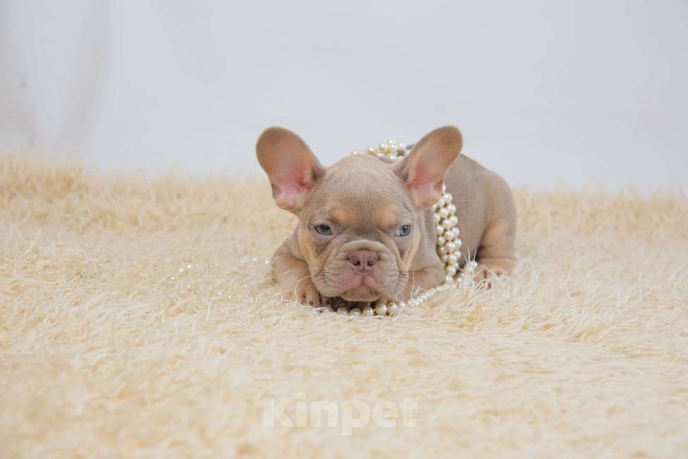 Собаки в Москве: щенки французского бульдога изабелла Мальчик, Бесплатно - фото 2