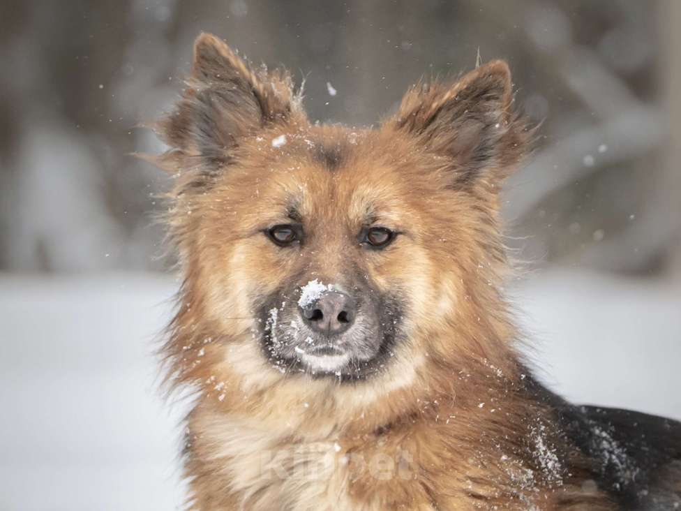 Собаки в Клине: Фисташка — роскошная красавица готова стать частью вашей семьи Девочка, Бесплатно - фото 1