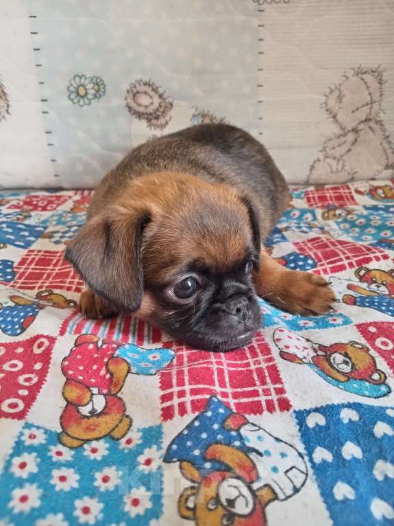 Собаки в Ставрополе: Брутальный красавчик Мальчик, 30 000 руб. - фото 2