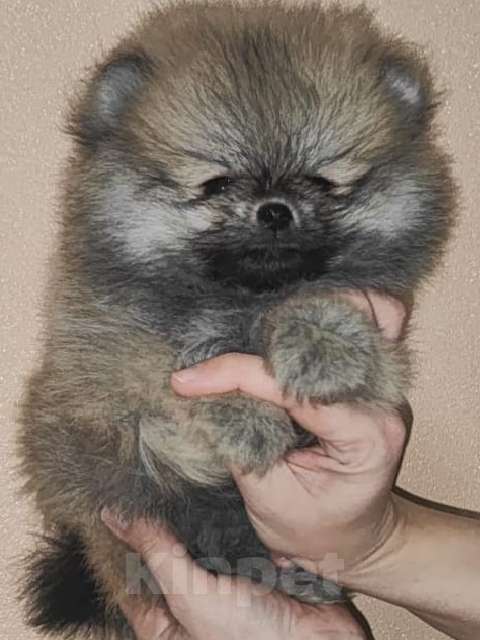 Собаки в Пензе: Померанский шпиц мальчики Мальчик, 38 000 руб. - фото 1