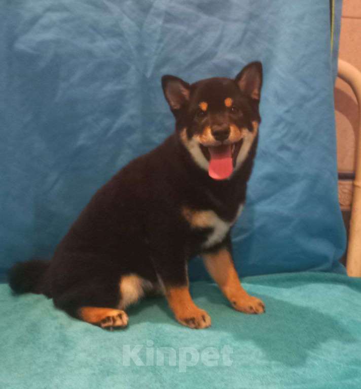 Собаки в Красноярске: Сиба Ину девочка Девочка, 100 000 руб. - фото 1