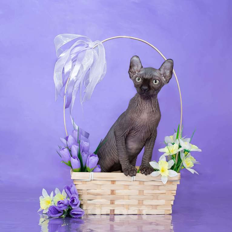 Кошки в Новокузнецке: Котенок канадский сфинкс Эльф Мальчик, Бесплатно - фото 7