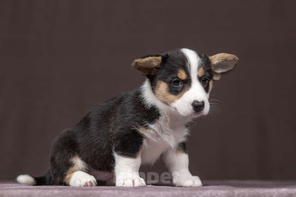 Собаки в Видном: Щенки вельш корги кардиган  Девочка, 40 000 руб. - фото 2