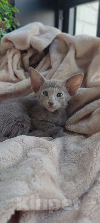 Кошки в Москве: Лиловая ориентальная девочка Девочка, 50 000 руб. - фото 6