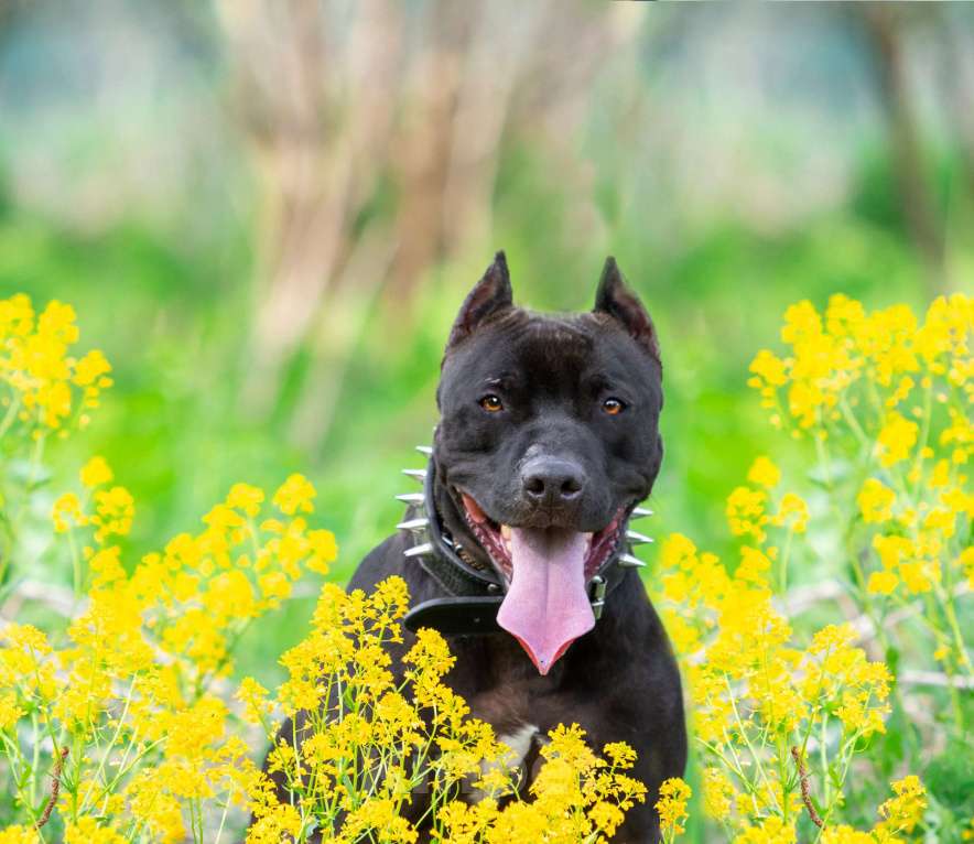 Собаки в Москве: Веном в добрые руки Мальчик, Бесплатно - фото 9