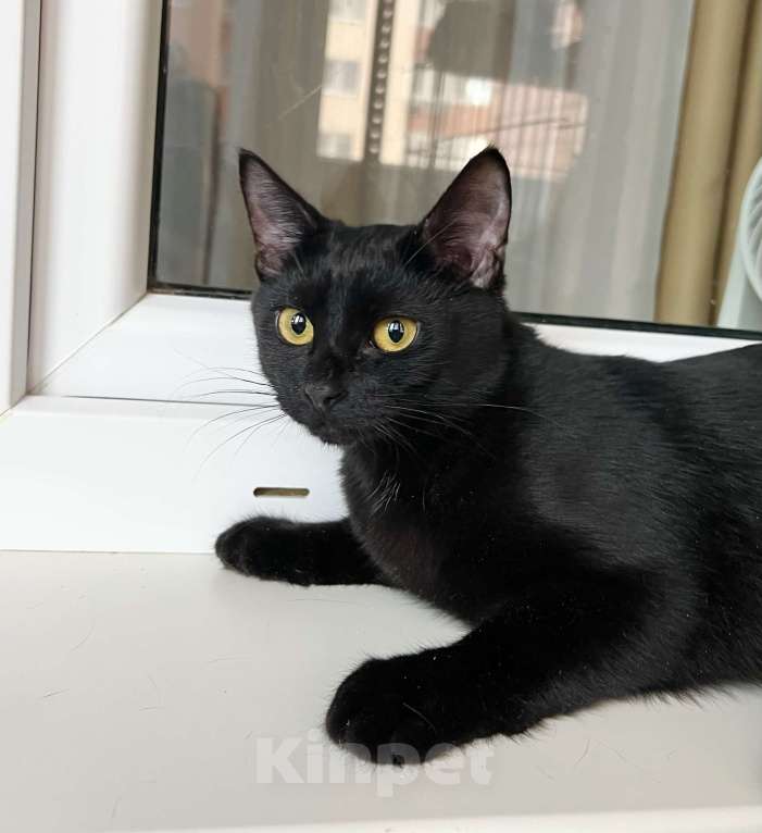 Кошки в Москве: Котенок Марсик источник оптимизма в добрые руки Мальчик, Бесплатно - фото 4