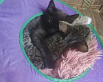 Кошки в Санкт-Петербурге: Котята Миша и Влад Мальчик, Бесплатно - фото 3