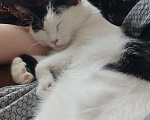 Кошки в Подольске: Сбежал кот Мальчик, Бесплатно - фото 3