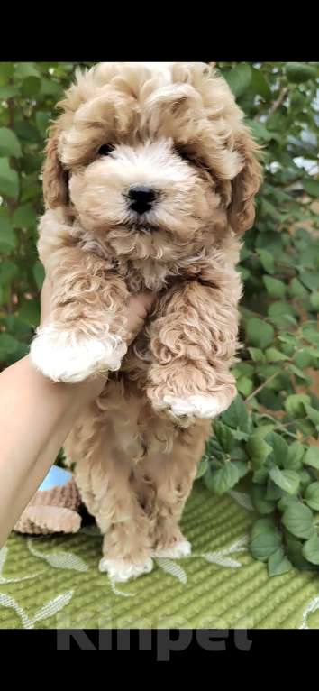 Собаки в Краснодаре: Щенки Мальтипу  Мальчик, Бесплатно - фото 3