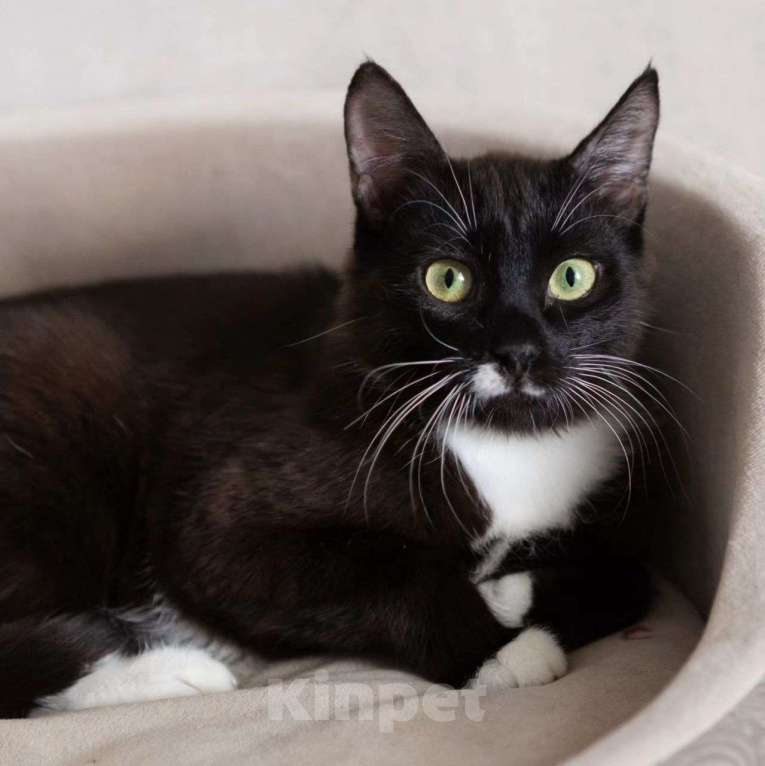 Кошки в Москве: Черненькая Чича ищет домик Девочка, Бесплатно - фото 3