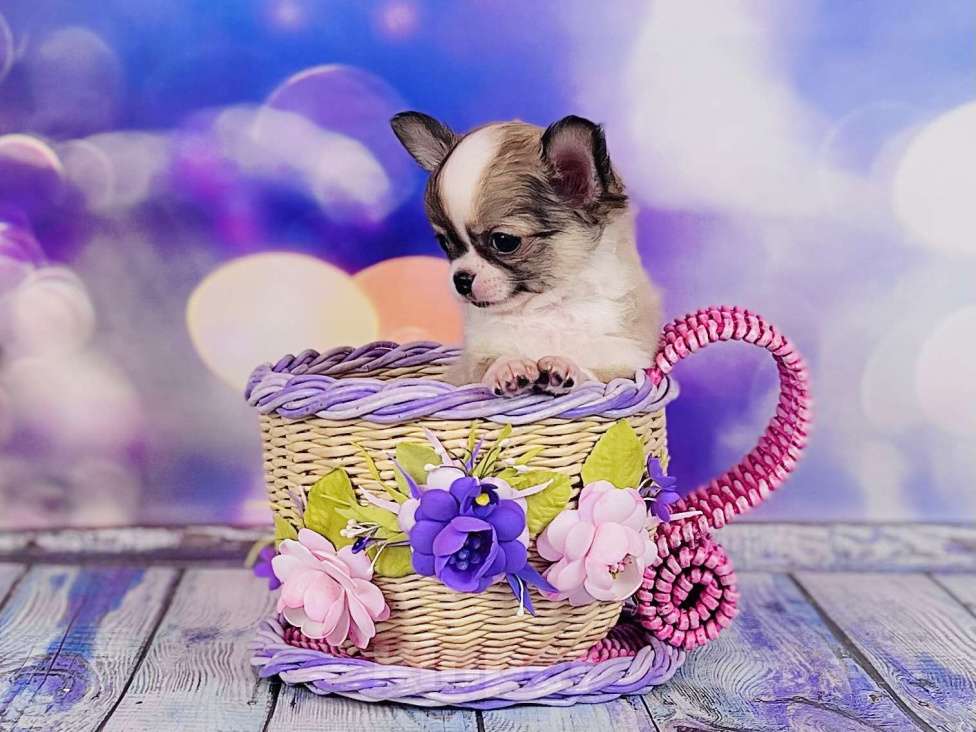 Собаки в Воронеже: Мальчик чихуахуа  Мальчик, 30 000 руб. - фото 4