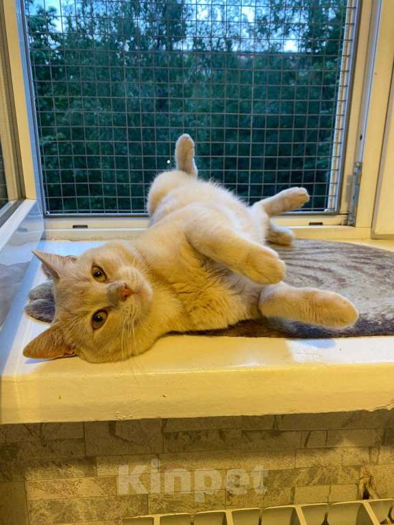 Кошки в Москве: Рыжий кот Персик ищет дом! Мальчик, Бесплатно - фото 3