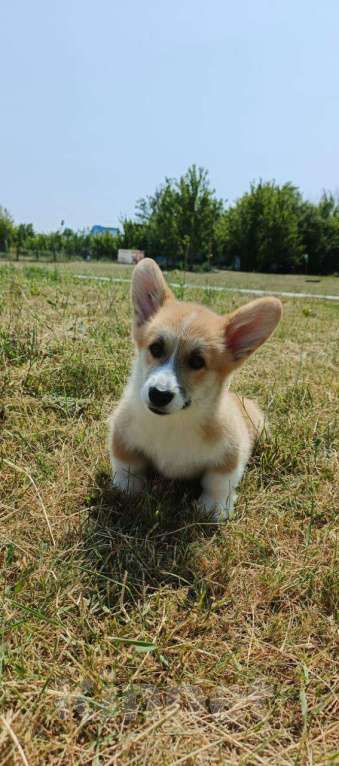 Собаки в Цимлянске: Вельш Корги Пемброк от лучшего питомника Юга-России! Девочка, Бесплатно - фото 4