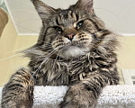 Кошки в Иваново: Питомник Royal View г.Иваново предлагает к резервированию котят  Девочка, 40 000 руб. - фото 3