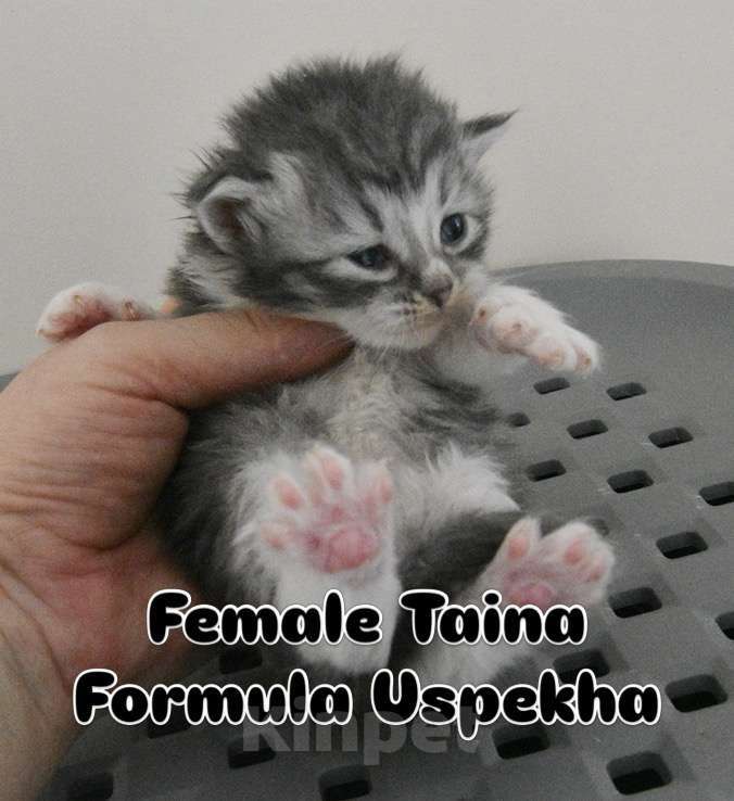 Кошки в Москве: Сибирская нарядная кошечка Тайна Девочка, Бесплатно - фото 1
