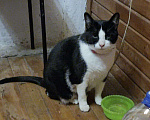 Кошки в Зеленограде: Потерялся чёрно-белый кот Фидель  Мальчик, 10 000 руб. - фото 2