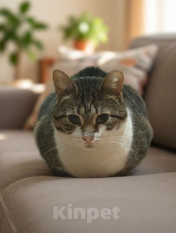 Кошки в Санкт-Петербурге: Капочка( стильная и очень умная красотка) Девочка, Бесплатно - фото 3