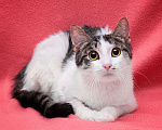 Кошки в Москве: Кошка Элька мечтает наконец-то стать домашней Девочка, Бесплатно - фото 1