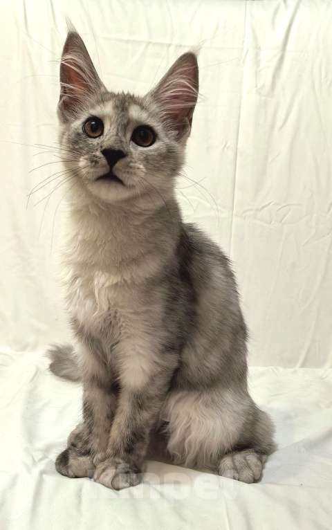 Кошки в Краснодаре: ПРАДА Девочка, 70 000 руб. - фото 7